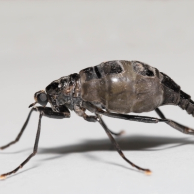 Boreoides subulatus (Wingless Soldier Fly) at Evatt, ACT - 29 Apr 2021 by TimL