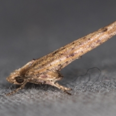 Zelleria cynetica (Rectangular Ermine Moth) at Melba, ACT - 9 Jan 2021 by Bron