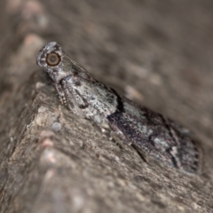 Cryptoblabes euraphella (Cryptoblabes euraphella) at Melba, ACT - 8 Jan 2021 by Bron