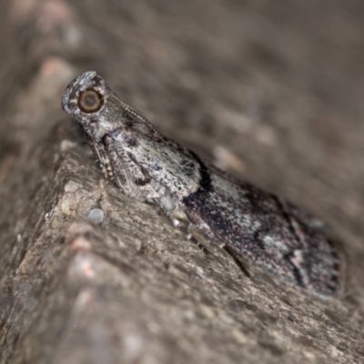 Cryptoblabes euraphella (Cryptoblabes euraphella) at Melba, ACT - 8 Jan 2021 by Bron