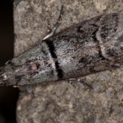 Cryptoblabes euraphella at Melba, ACT - 9 Jan 2021