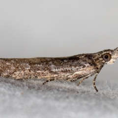Etiella behrii (Lucerne Seed Web Moth) at Melba, ACT - 8 Jan 2021 by Bron