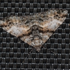 Gastrinodes argoplaca (Cryptic Bark Moth) at Melba, ACT - 8 Jan 2021 by Bron