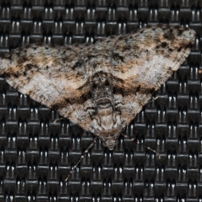 Gastrinodes argoplaca (Cryptic Bark Moth) at Melba, ACT - 8 Jan 2021 by Bron