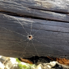 Ariadna sp. (genus) (Tube-dwelling spider) at Namadgi National Park - 29 Apr 2021 by Tankengine