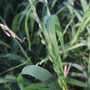 Ehrharta erecta at Monash, ACT - 4 Mar 2021