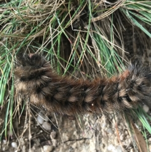 Pterolocera (genus) at Paddys River, ACT - 14 Apr 2021