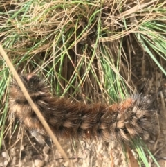 Pterolocera (genus) at Paddys River, ACT - 14 Apr 2021