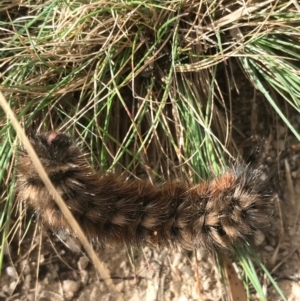 Pterolocera (genus) at Paddys River, ACT - 14 Apr 2021