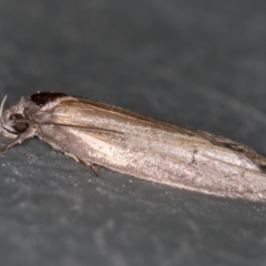 Oecophoridae (family) (Unidentified Oecophorid concealer moth) at Melba, ACT - 8 Jan 2021 by Bron