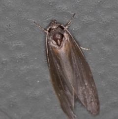 Oecophoridae (family) at Melba, ACT - 8 Jan 2021