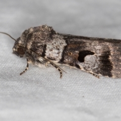 Thoracolopha flexirena (Zoned Noctuid) at Melba, ACT - 8 Jan 2021 by Bron