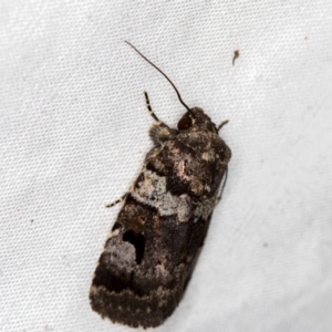 Thoracolopha flexirena at Melba, ACT - 8 Jan 2021 11:36 PM