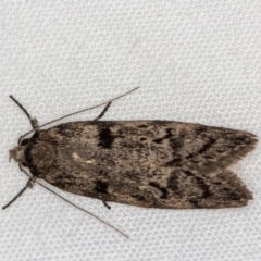 Philobota philostaura (A Concealer moth (Philobota group)) at Melba, ACT - 8 Jan 2021 by Bron