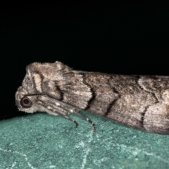 Stibaroma undescribed species (A Line-moth) at Melba, ACT - 6 Jan 2021 by Bron