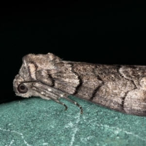 Stibaroma undescribed species at Melba, ACT - 7 Jan 2021 12:24 AM