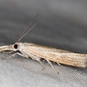 Culladia cuneiferellus at Melba, ACT - 7 Jan 2021 12:29 AM