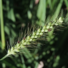 Setaria sp. (Pigeon Grass) at Monash, ACT - 4 Mar 2021 by michaelb