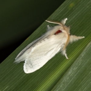 Trichiocercus sparshalli at Melba, ACT - 7 Jan 2021