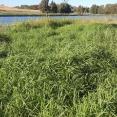 Cenchrus clandestinus (Kikuyu Grass) at Tuggeranong Creek to Monash Grassland - 4 Mar 2021 by michaelb