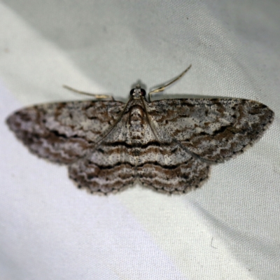 Didymoctenia exsuperata (Thick-lined Bark Moth) at Wyanbene, NSW - 16 Apr 2021 by ibaird