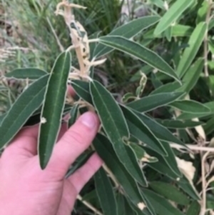 Olearia megalophylla at Paddys River, ACT - 14 Apr 2021