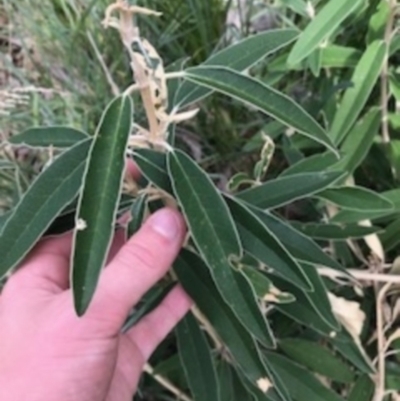 Olearia megalophylla (Large-leaf Daisy-bush) at Paddys River, ACT - 14 Apr 2021 by Tapirlord