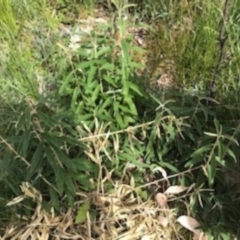 Olearia megalophylla at Paddys River, ACT - 14 Apr 2021