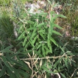 Olearia megalophylla at Paddys River, ACT - 14 Apr 2021