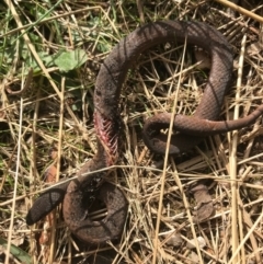 Drysdalia coronoides (White-lipped Snake) at Gibraltar Pines - 14 Apr 2021 by Tapirlord