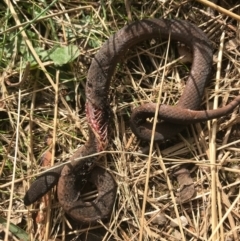 Drysdalia coronoides (White-lipped Snake) at Paddys River, ACT - 14 Apr 2021 by Tapirlord