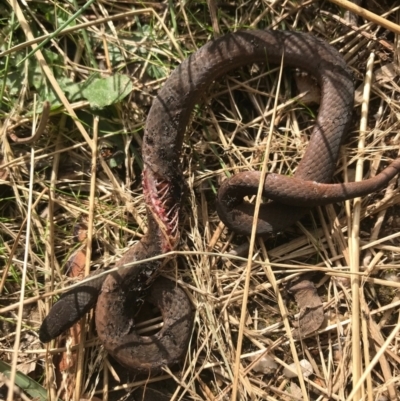 Drysdalia coronoides (White-lipped Snake) at Paddys River, ACT - 14 Apr 2021 by Tapirlord