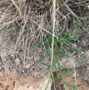 Brachyscome aculeata at Tennent, ACT - 14 Apr 2021 11:44 AM