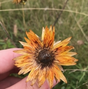 Xerochrysum subundulatum at Tennent, ACT - 14 Apr 2021