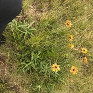 Xerochrysum subundulatum at Tennent, ACT - 14 Apr 2021