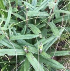 Xerochrysum subundulatum at Tennent, ACT - 14 Apr 2021