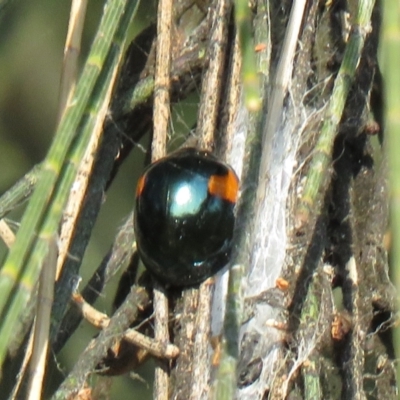 Orcus bilunulatus (Ladybird beetle) at Monash, ACT - 30 Apr 2021 by SandraH
