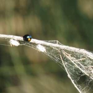 Orcus bilunulatus at Monash, ACT - 30 Apr 2021