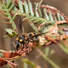 Stenodyneriellus sp. (genus) (A potter wasp) at Woodstock Nature Reserve - 30 Apr 2021 by Roger