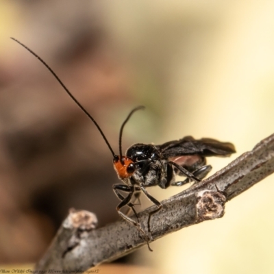 Callibracon capitator (White Flank Black Braconid Wasp) at Woodstock Nature Reserve - 30 Apr 2021 by Roger