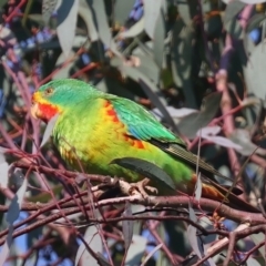 Lathamus discolor (Swift Parrot) at Symonston, ACT - 30 Apr 2021 by jb2602