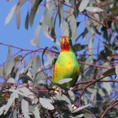 Lathamus discolor at Symonston, ACT - 30 Apr 2021