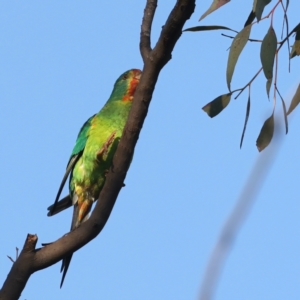 Lathamus discolor at Symonston, ACT - 30 Apr 2021