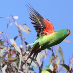 Lathamus discolor at Symonston, ACT - 30 Apr 2021