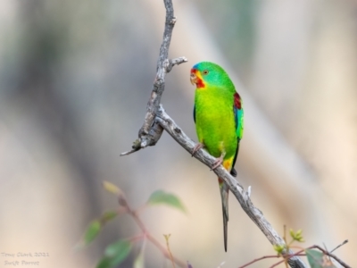 Lathamus discolor (Swift Parrot) at Symonston, ACT - 28 Apr 2021 by ajc