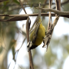 Falcunculus frontatus (Eastern Shrike-tit) at Paddys River, ACT - 30 Apr 2021 by davidcunninghamwildlife