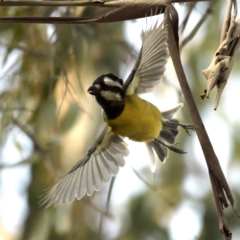 Falcunculus frontatus at Paddys River, ACT - 30 Apr 2021