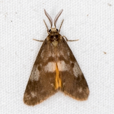 Anestia (genus) (A tiger moth) at Melba, ACT - 4 Apr 2021 by Bron