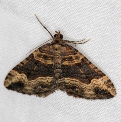 Epyaxa subidaria (Subidaria Moth) at Melba, ACT - 4 Apr 2021 by Bron