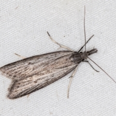 Phryganeutis cinerea at Melba, ACT - 4 Apr 2021 07:05 PM